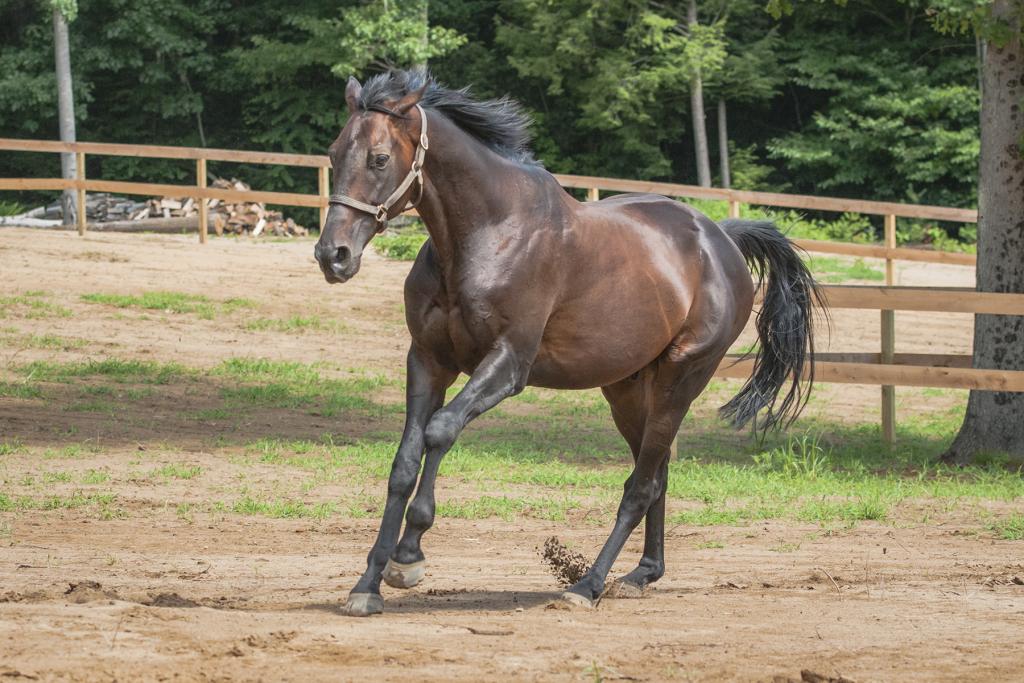 This Hard Land, the newest resident at Old Friends at Cabin Creek. (Connie Bush)